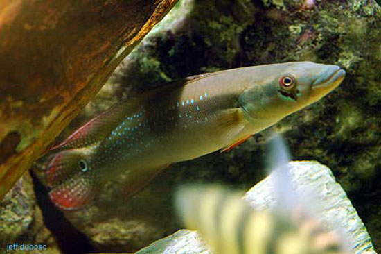 Crenicichla multispinosa