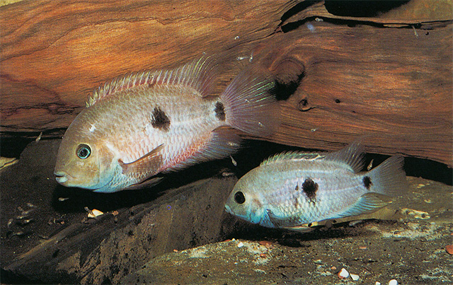 Amatitlania septemfasciata