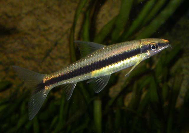 Crossocheilus oblongus