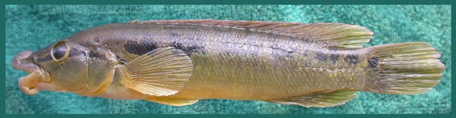 Crenicichla tendybaguassu