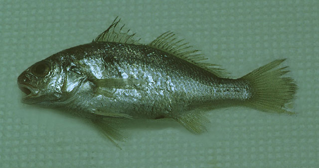 Ctgra_u0.jpg