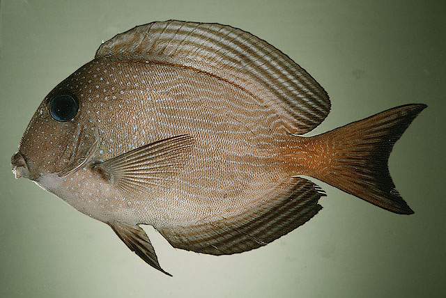 Ctenochaetus marginatus