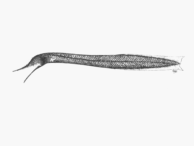 Cyema atrum