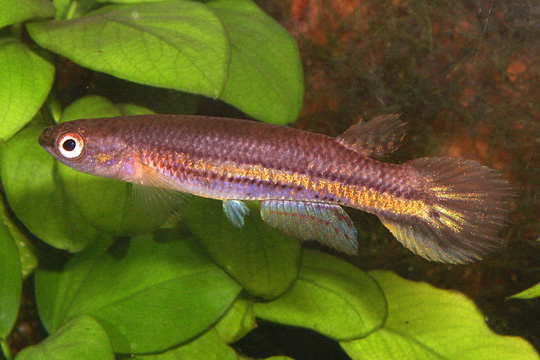 Cynodonichthys birkhahni