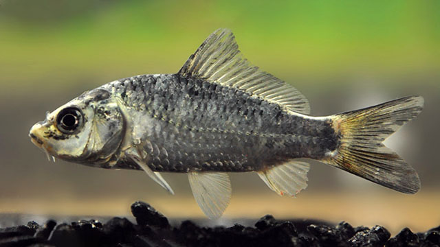 Cyprinus carpio