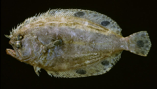 Cyclopsetta fimbriata