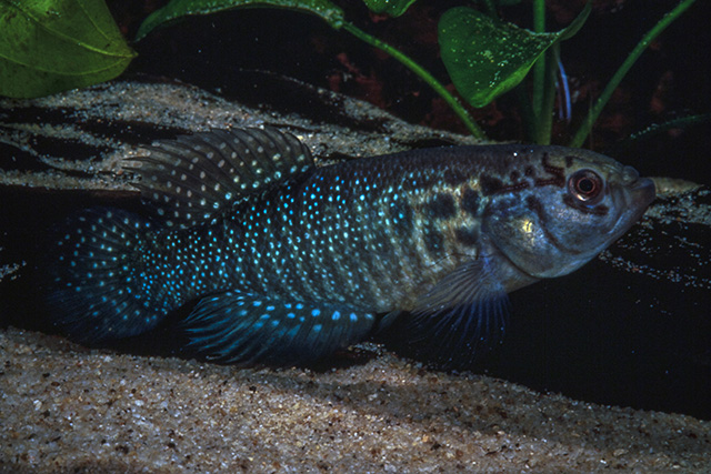 Cynolebias leptocephalus