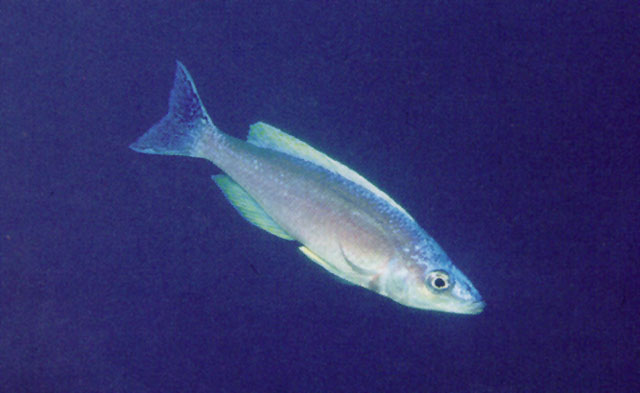 Cyprichromis leptosoma