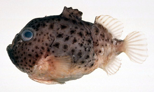 Eumicrotremus lindbergi