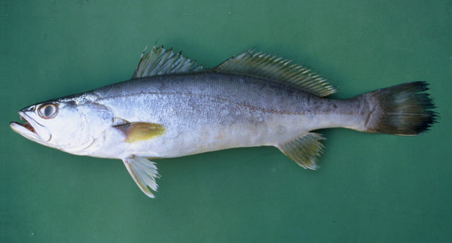Cymic_u6.jpg
