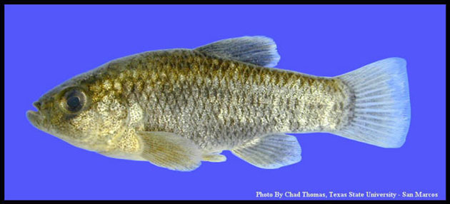Cyprinodon pecosensis
