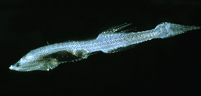 Cyclothone pygmaea