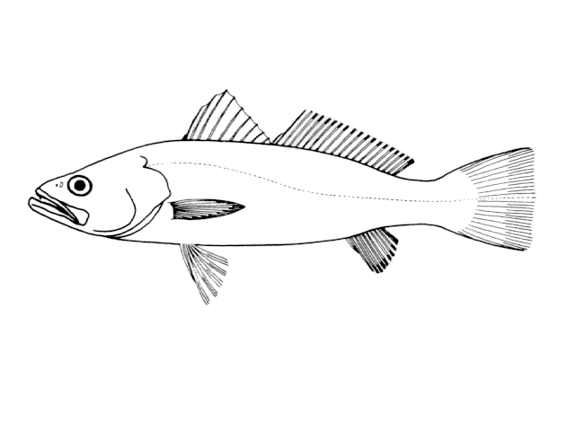 Cynoscion striatus