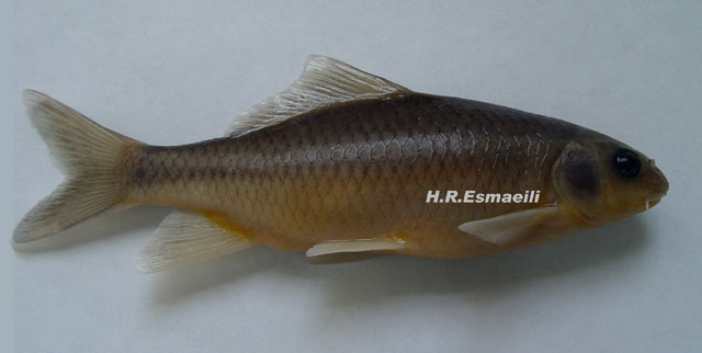 Cyprinion tenuiradius