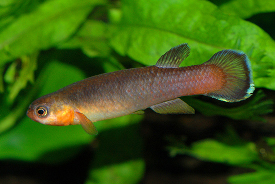 Cynodonichthys uroflammeus