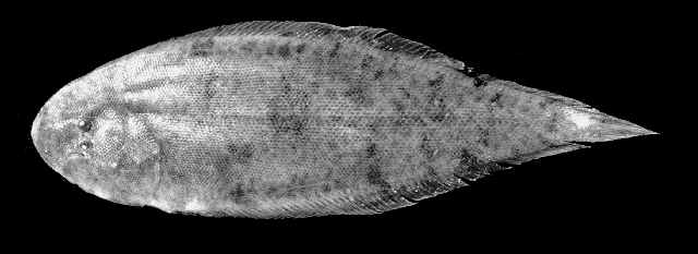 Cynoglossus waandersii