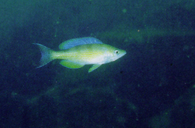 Cyprichromis zonatus