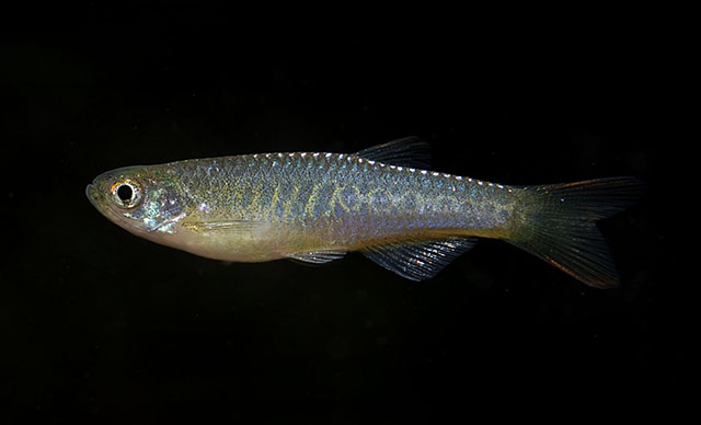 Danio aesculapii