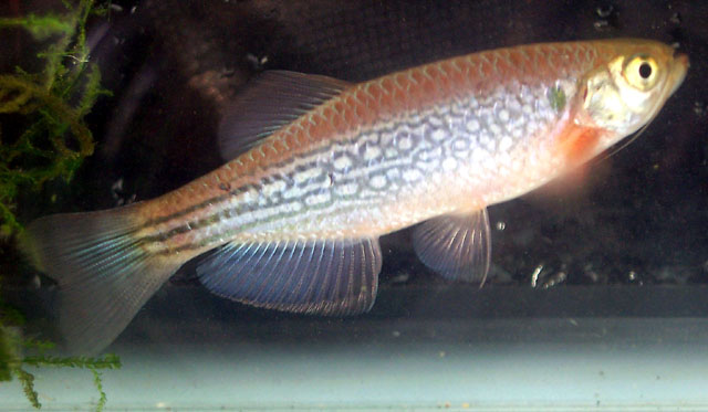 Danio dangila