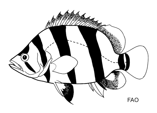 Datnioides microlepis