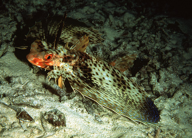 Dactyloptena orientalis