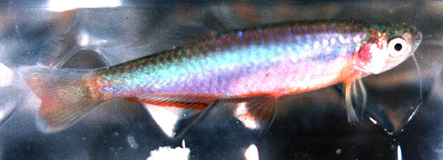 Danio roseus