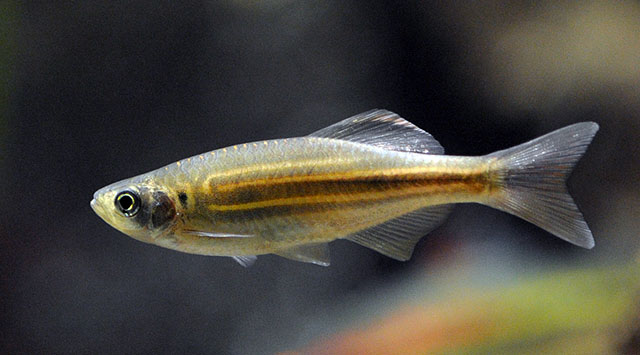 Devario acrostomus