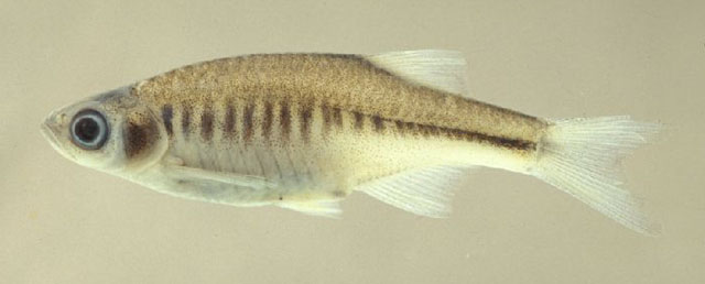 Devario shanensis