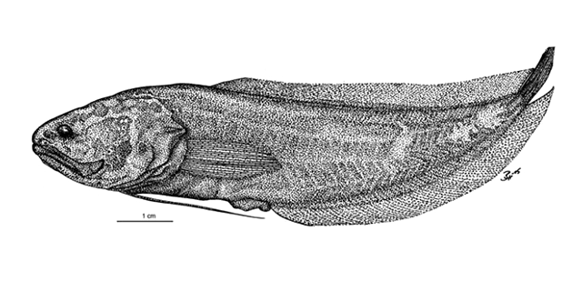 Diancistrus beateae