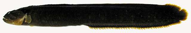 Dictyosoma burgeri