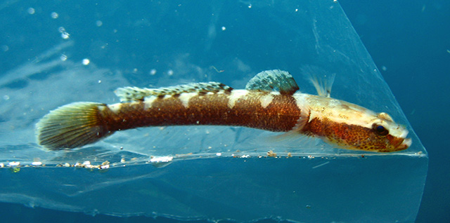 Didogobius kochi