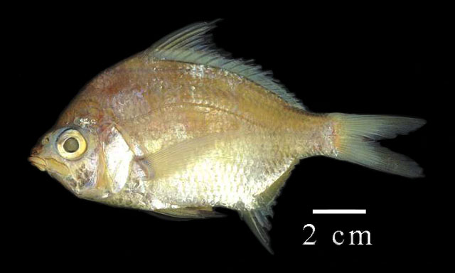 Diapterus rhombeus