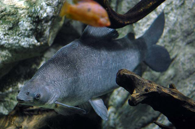 Distichodus rostratus