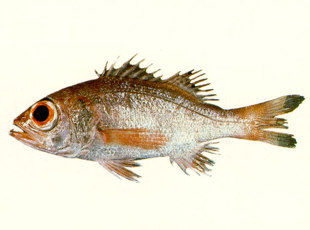 Doederleinia berycoides