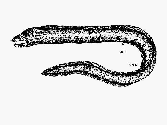 Echidna leucotaenia