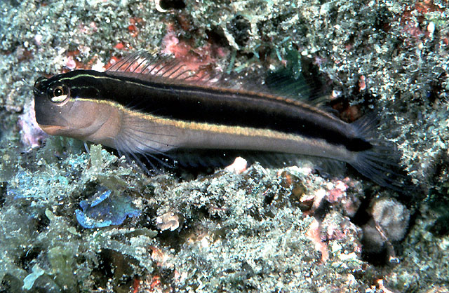 Ecsenius lineatus