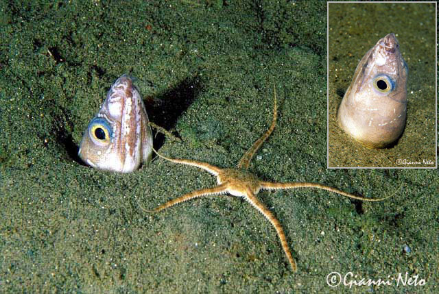 Echelus myrus