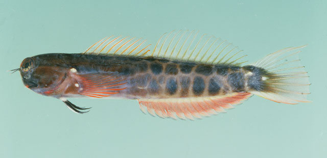 Ecsenius tessera