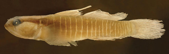 Tigrigobius panamensis