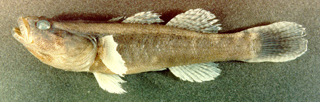 Eleotris pisonis