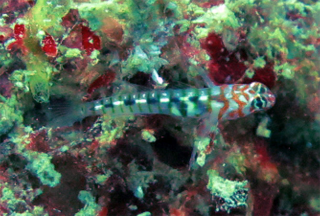 Tigrigobius redimiculus