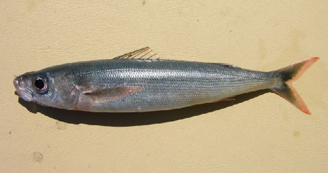 Emmelichthys nitidus