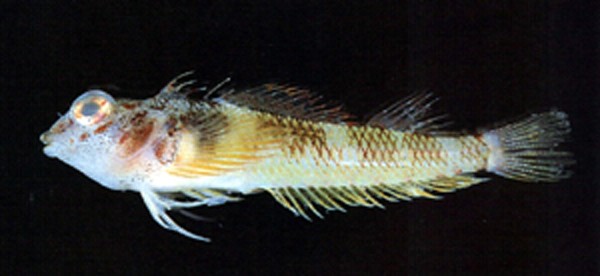 Enneapterygius flavoccipitis