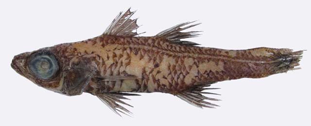 Epigonus carbonarius