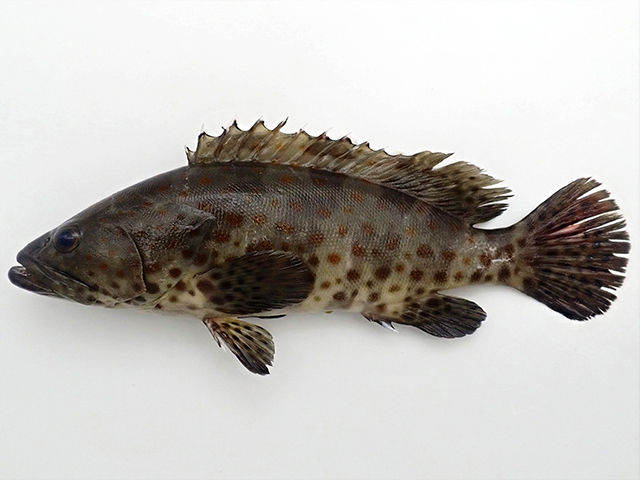 Epinephelus coioides