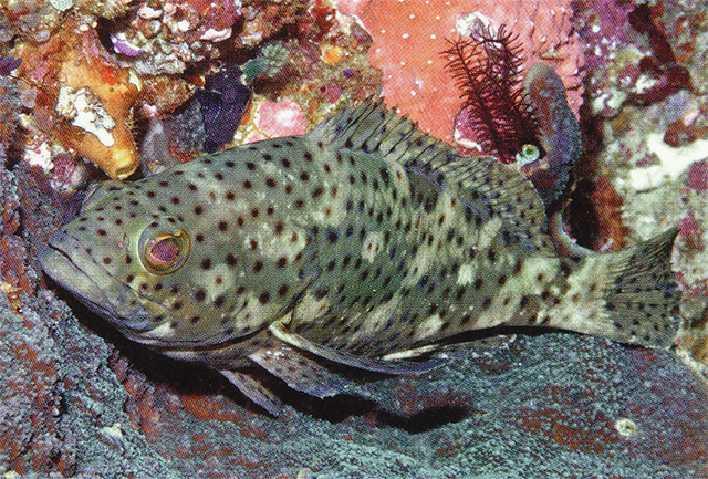 Epinephelus corallicola