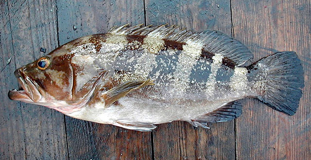 Epinephelus goreensis