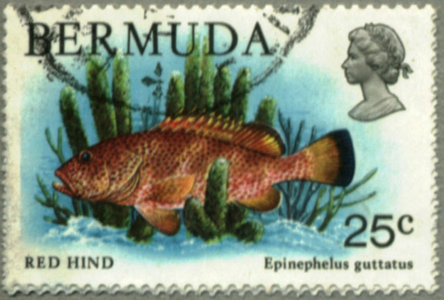 Epinephelus guttatus