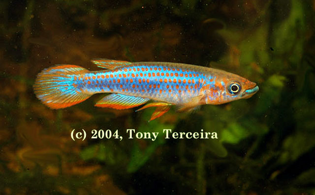 Epiplatys lamottei