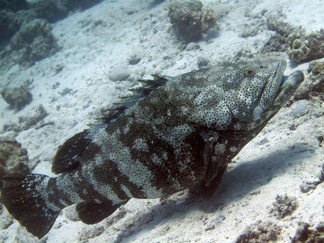 Epinephelus malabaricus